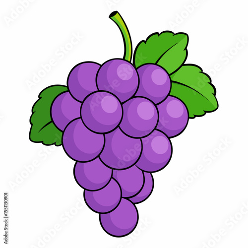 vector illustration of grapes