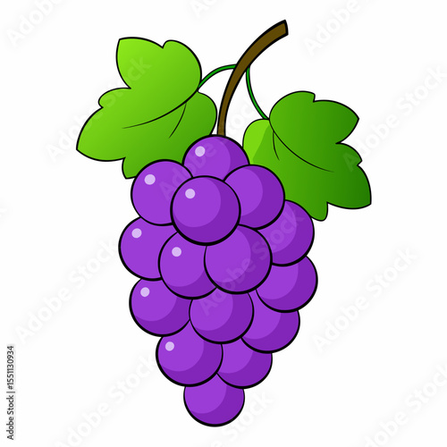 vector illustration of grapes