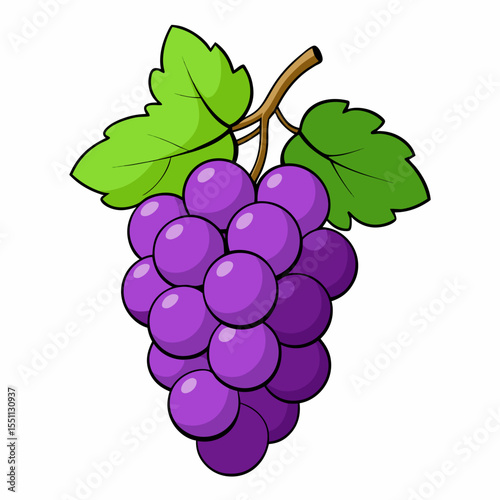 vector illustration of grapes