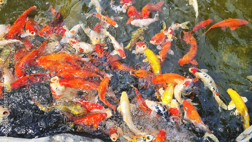 Photographs of beautiful fish on a farm for sale by professional farmers in Thailand