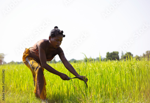 Young woman malagasy worker harvesting rice field in Madagascar