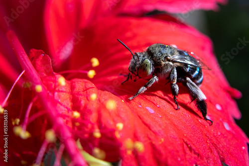 Close up of a beautiful big-eyed blue bee on a bright red flower. Fierce and charming bees and flowers. A bee in the genus Amegilla, which is distinguished by its beautiful metallic blue stripes.