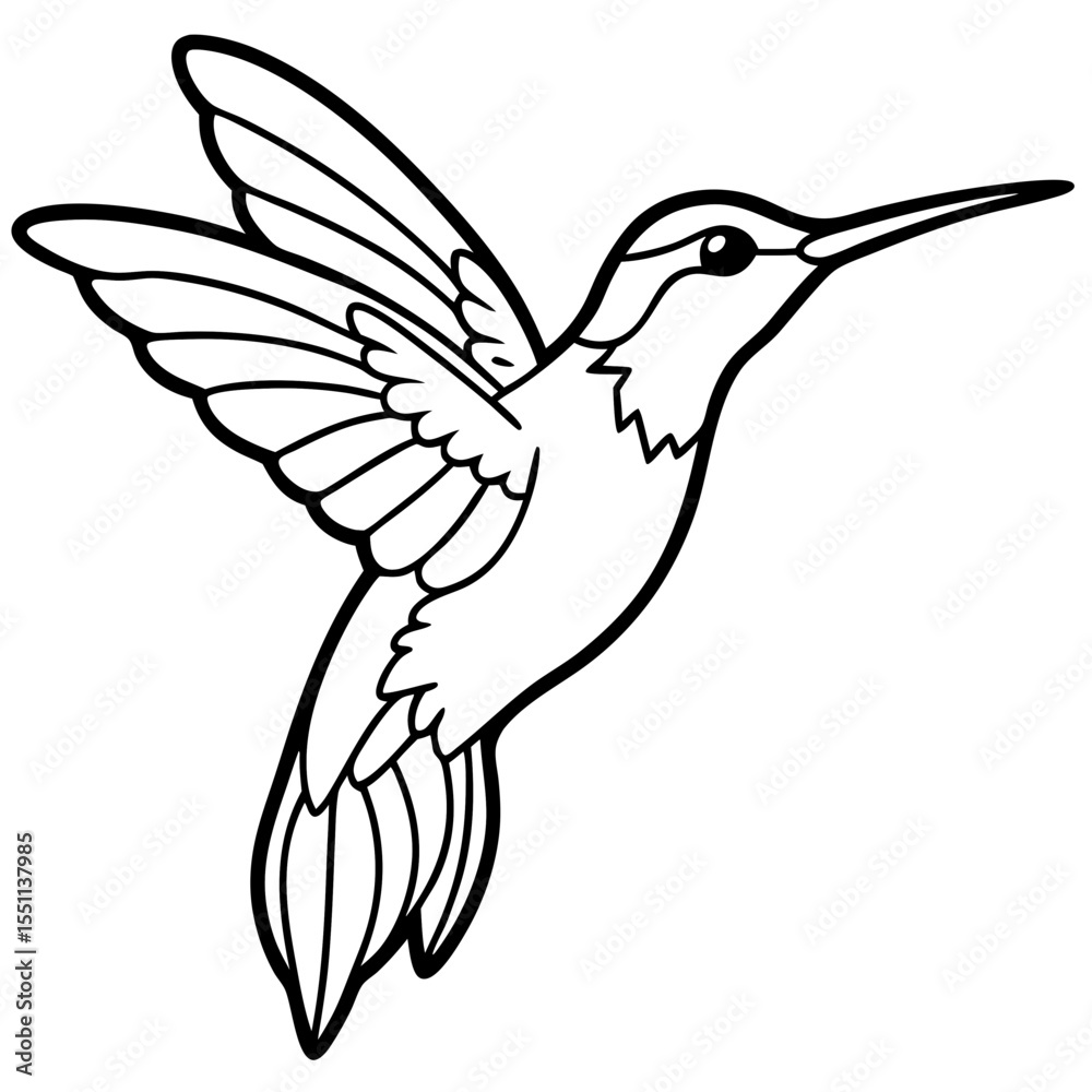 Obraz premium Delicate Xantus's Hummingbird Sketch Vector