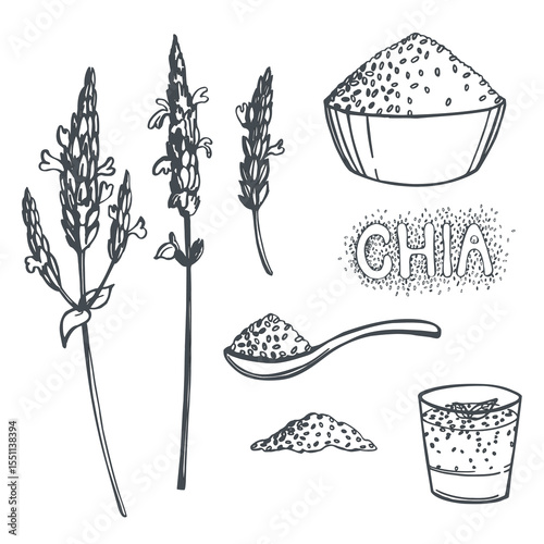 Hand-drawn chia seeds. Vector sketch  illustration.