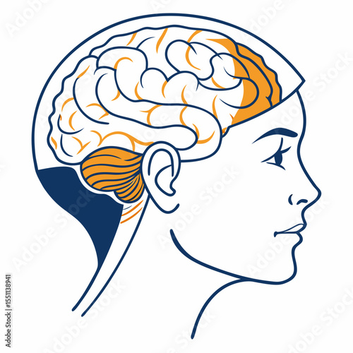 Human cerebral organ anatomical structure visualization with neural activity zones
