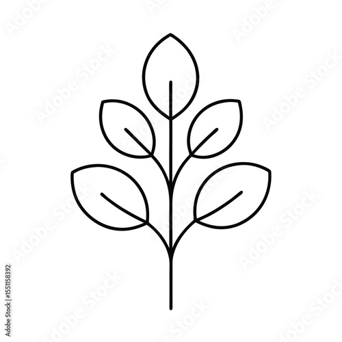 a bay tree with simple flowers and uniform leaf ri