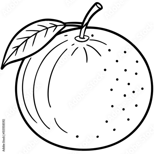 A simple Mandarin Orange line art vector