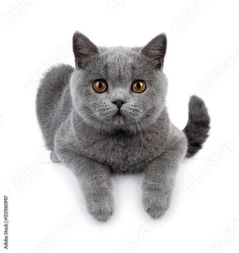 Blue British shorthair cat kitten, laying down facing front. Paws hanging over edge. Looking straight camera Isolated on a white background.