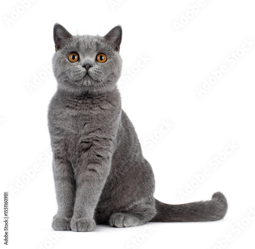 Blue British shorthair cat kitten, sitting side ways. Looking above camera Isolated on a white background.