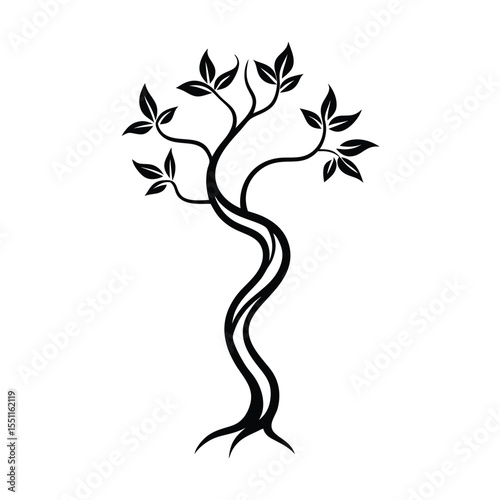a flowering olive tree with twisted trunk and deli