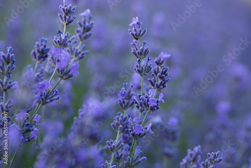 Lavender flowers in Provence, France. Macro purple background with blooming lavender field.