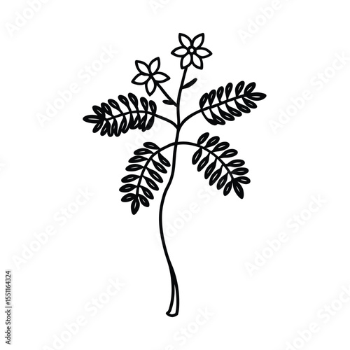 a flowering tamarind tree with arc flower sprays a