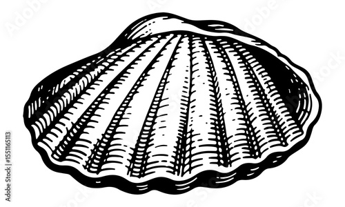 Clam vector engraving style illustration