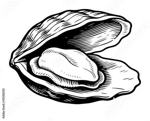 Clam vector engraving style illustration