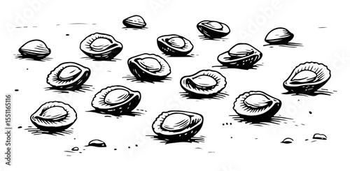 Clam vector engraving style illustration