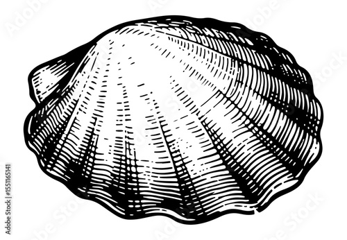 Clam vector engraving style illustration