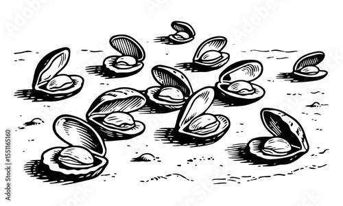 Clam vector engraving style illustration