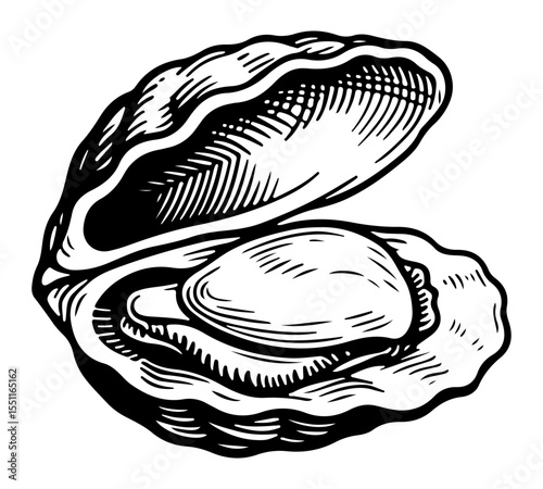 Clam vector engraving style illustration