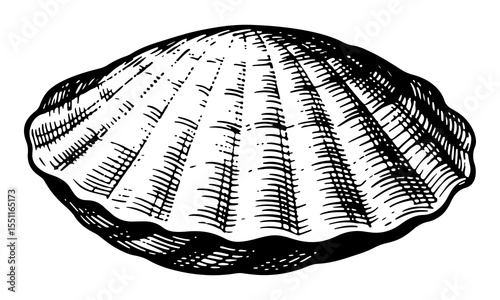 Clam vector engraving style illustration