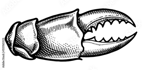 Crab vector engraving style illustration