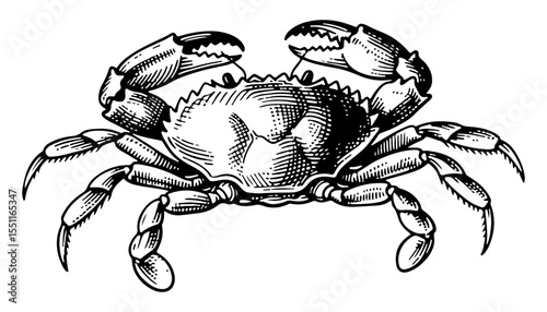 Crab vector engraving style illustration