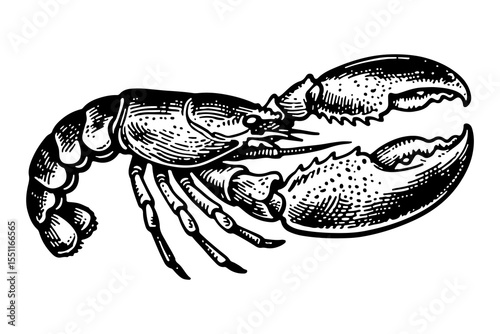 Lobster vector engraving style illustration