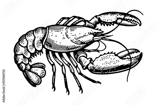 Lobster vector engraving style illustration