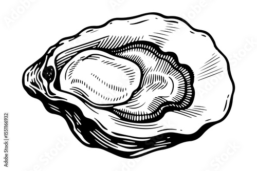Oyster vector engraving style illustration