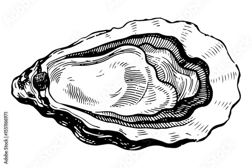 Oyster vector engraving style illustration