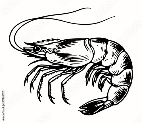 Shrimp vector engraving style illustration