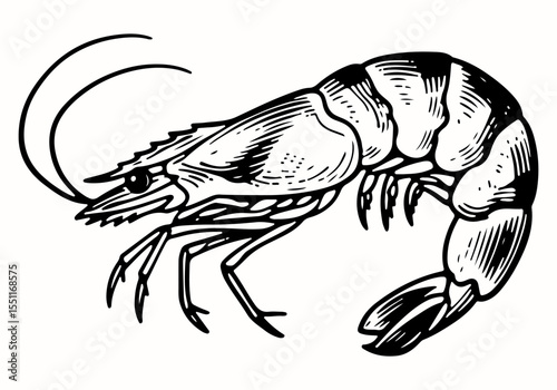 Shrimp vector engraving style illustration