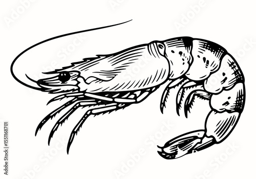 Shrimp vector engraving style illustration