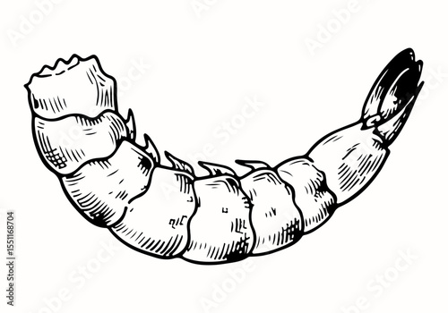 Shrimp vector engraving style illustration