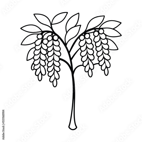 a yellow flowering cassia tree with elegant floral