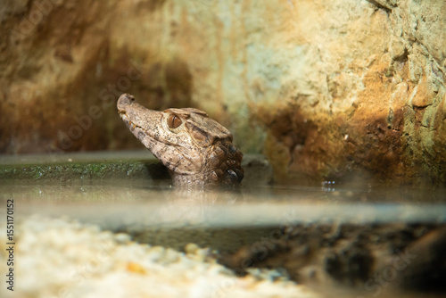 Baby crocodile floating over water in the zoo
