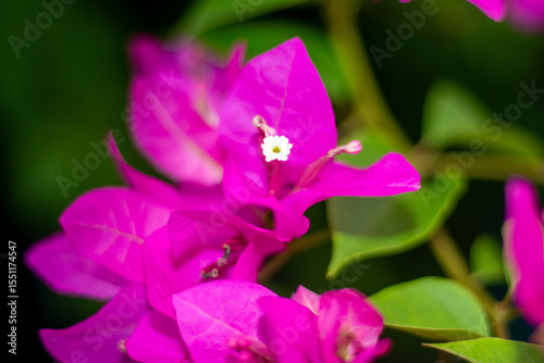 Macro shot of a pink tropical flower with dew drops