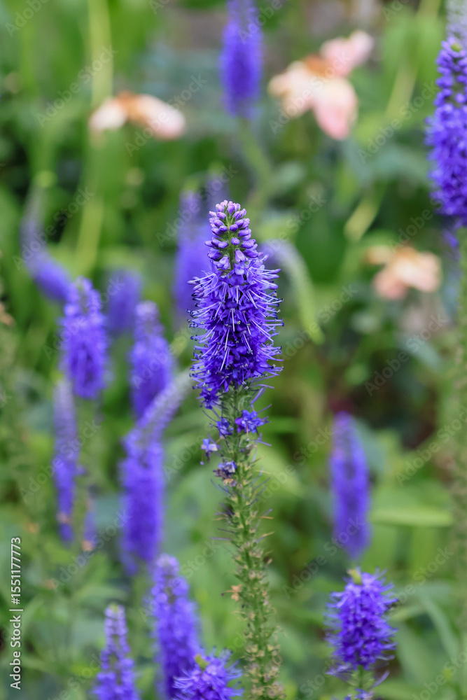 Obraz premium 日本周遊 百花繚乱の箱根強羅公園