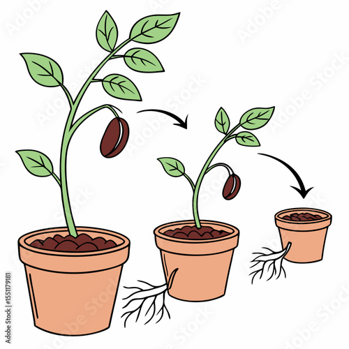 Illustrative stages of plant growth progression depicted with sequential transformation