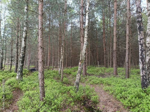 Rekyva forest during cloudy summer day. Pine and birch tree woodland. Blueberry bushes are growing in woods. Cloudy day with white and gray clouds in sky. Summer season. Nature. Rekyvos miskas.