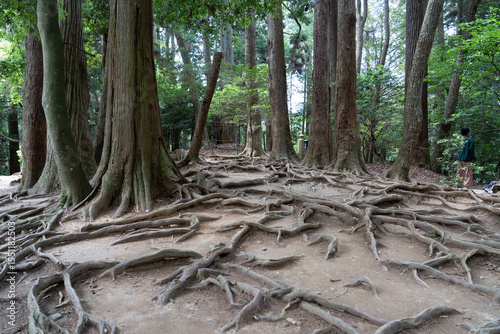 Roots of a tree in forrest