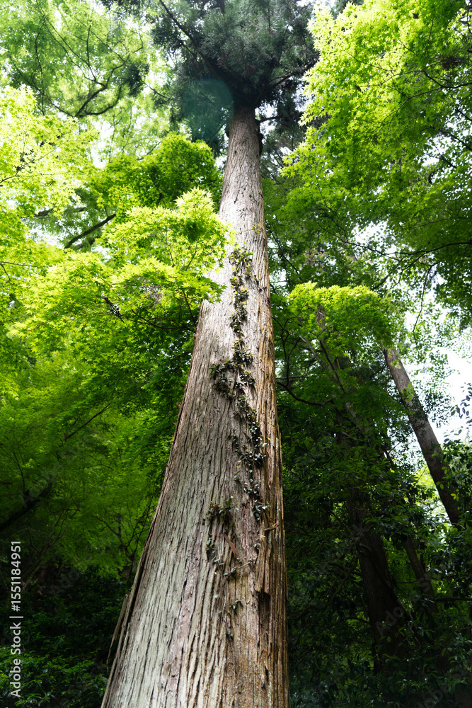 Fototapeta premium Towering forest tree on the Kurama to Kibune hike in Japan