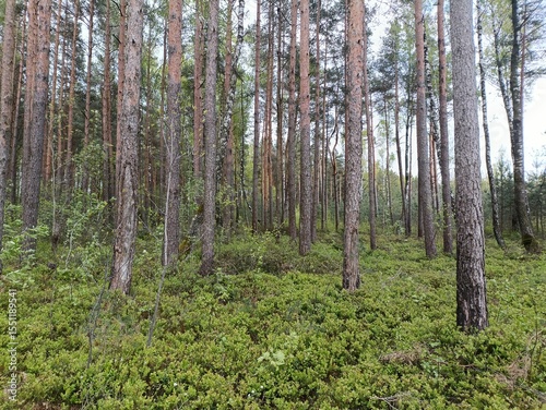 Rekyva forest during cloudy summer day. Pine and birch tree woodland. Blueberry bushes are growing in woods. Cloudy day with white and gray clouds in sky. Summer season. Nature. Rekyvos miskas.