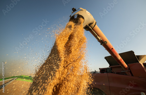 Fotografia Combine harvesters transferring freshly harvested wheat to tractor-trailer
