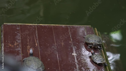 The turtle has come out of the water. The turtle has come out of the water and is basking in the sun. Water turtle resting on a wooden raft