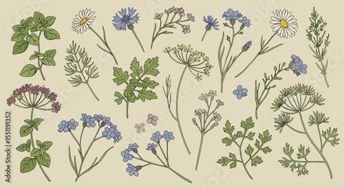 Botanical illustration with chamomile, cornflower, oregano and forget-me-nots