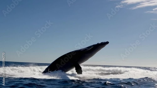 Powerful 4K video of a humpback whale breaching the ocean surface, showcasing size and strength with lifelike water textures and sunlight video Background
