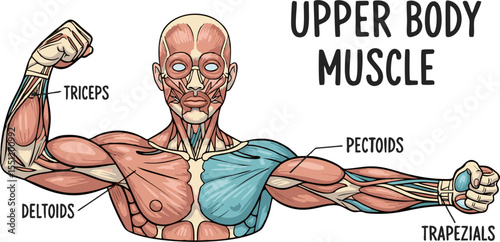 Detailed Anatomy of Upper Body Muscles with Triceps, Pectorals, and Trapezius