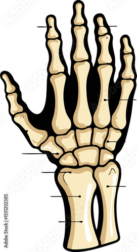 Detailed Illustration of Human Hand Bones and Wrist Anatomy