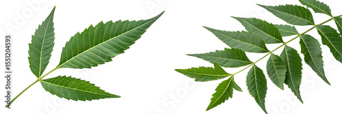 Azadirachta indica leaves (neem leaves)