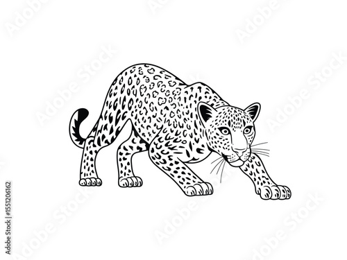 Leopard ready to attack vector in black color with white background.